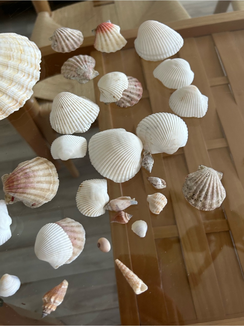 Assorted Natural Sea Shell Collection - Picture 7 of 10